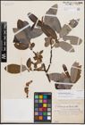 Foto von Salix delavayana Hand.-Mazz.